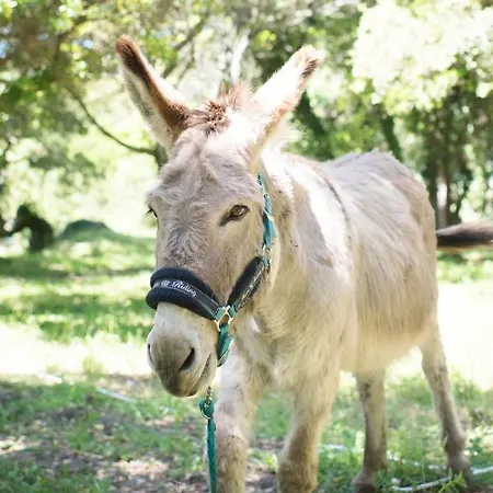 Relais Du Vieux Sauvaire * Le Lavandou