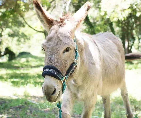 Relais Du Vieux Sauvaire * Le Lavandou